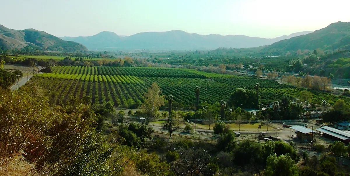 Fillmore and its orchards from above