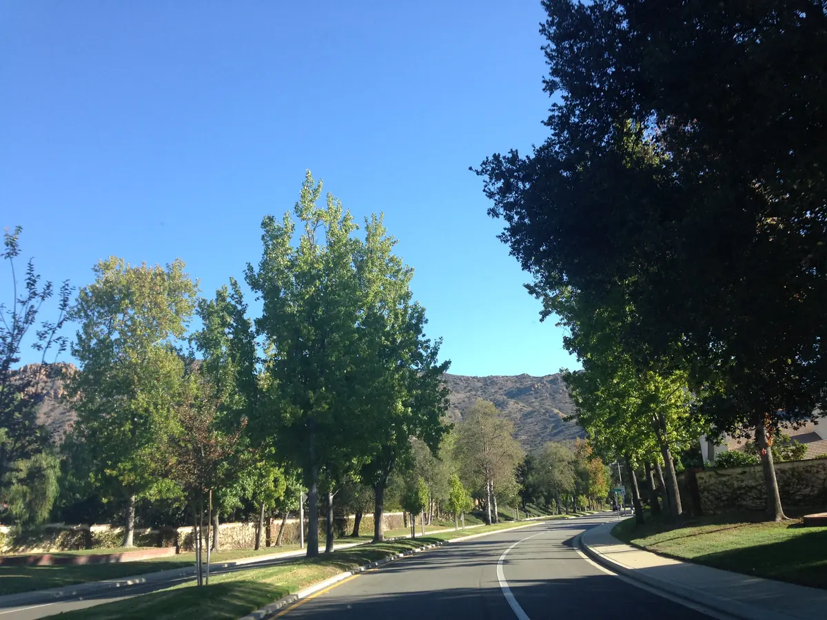 Tree-lined street in Oak Park