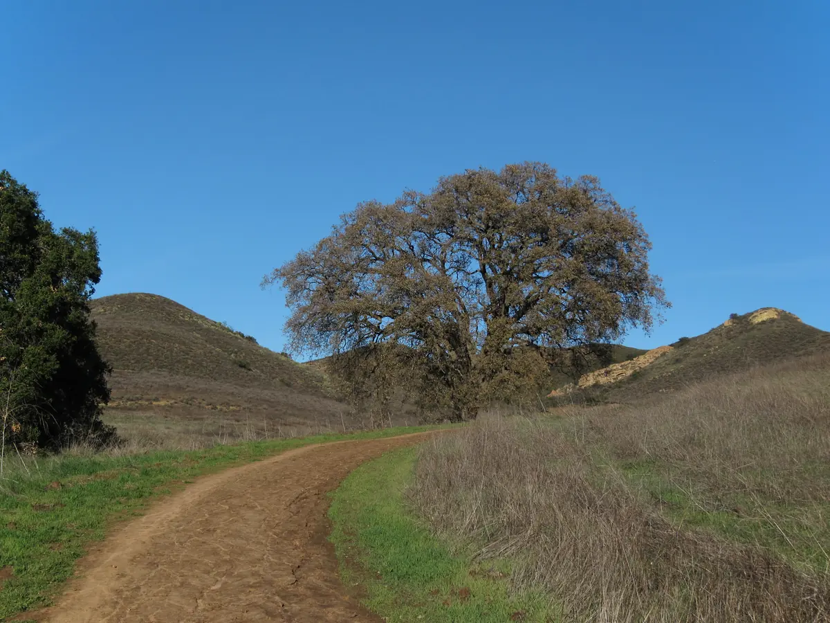Oak beside a hiking trail in a Thousand Oaks regional park